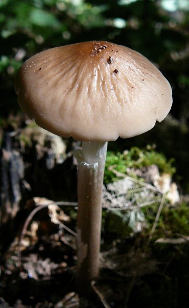 Oudemansiella radicata 